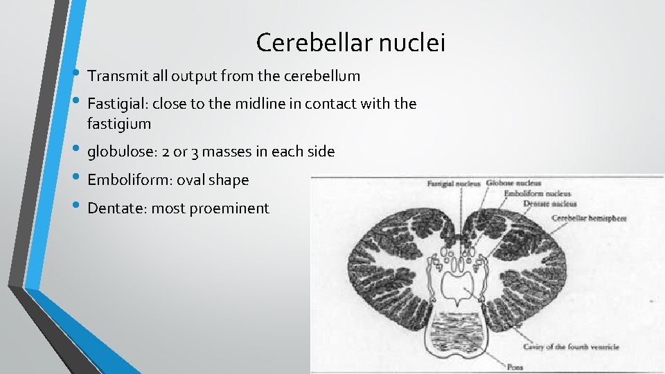 Cerebellar nuclei • Transmit all output from the cerebellum • Fastigial: close to the