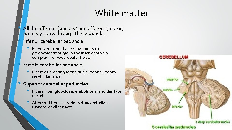 White matter • • All the afferent (sensory) and efferent (motor) pathways pass through