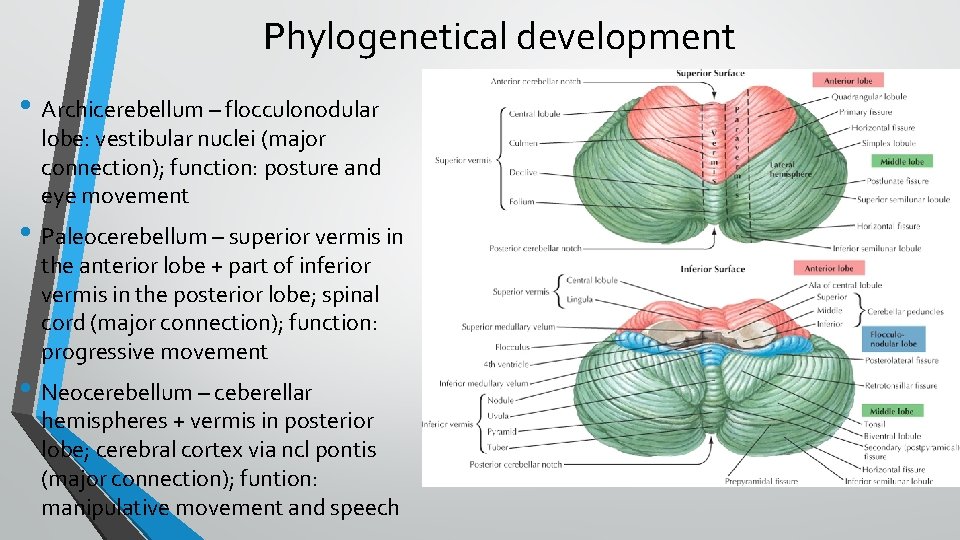 Phylogenetical development • Archicerebellum – flocculonodular lobe: vestibular nuclei (major connection); function: posture and