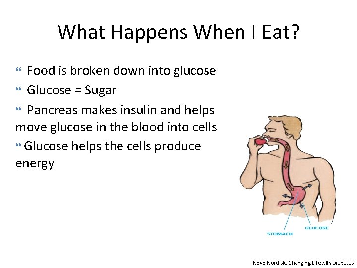 What Happens When I Eat? Food is broken down into glucose Glucose = Sugar