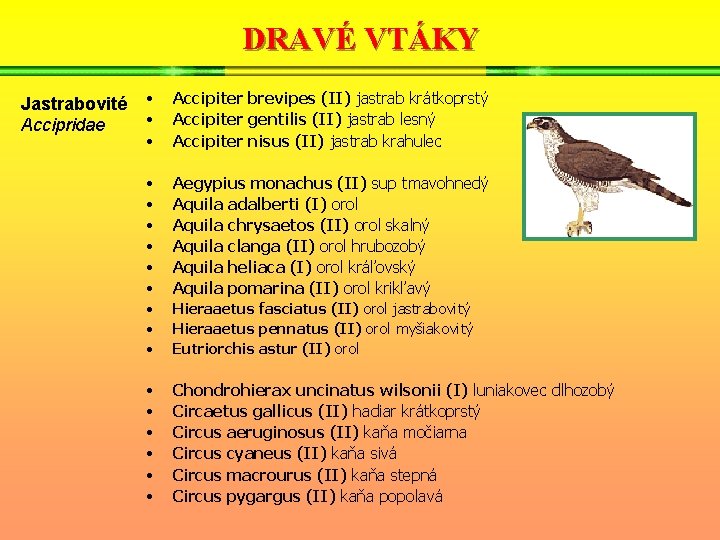 DRAVÉ VTÁKY Jastrabovité Accipridae • • • Accipiter brevipes (II) jastrab krátkoprstý Accipiter gentilis