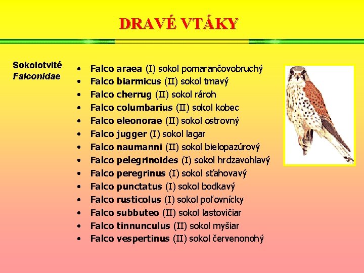 DRAVÉ VTÁKY Sokolotvité Falconidae • • • • Falco araea (I) sokol pomarančovobruchý Falco
