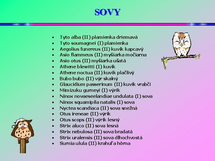 SOVY • • • • • Tyto alba (II) plamienka driemavá Tyto soumagnei (I)