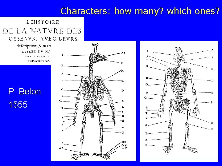 Characters: how many? which ones? P. Belon 1555 