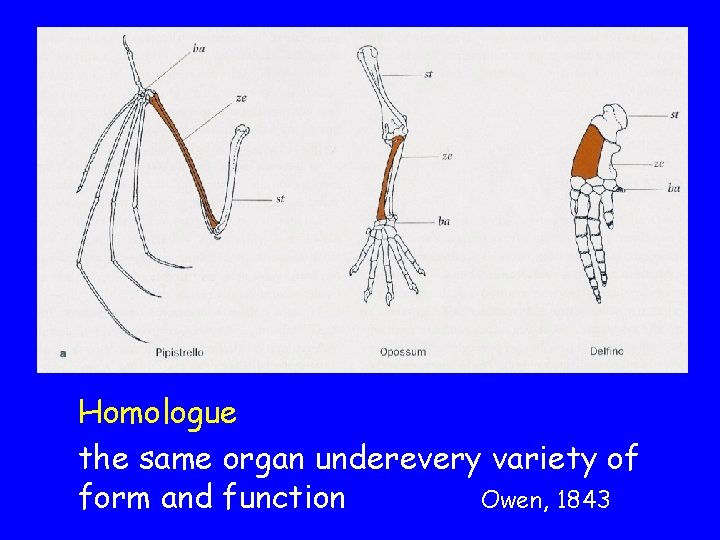 Homologue the same organ underevery variety of form and function Owen, 1843 