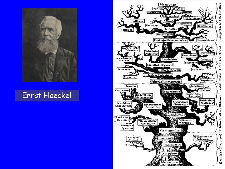 Ernst Haeckel 