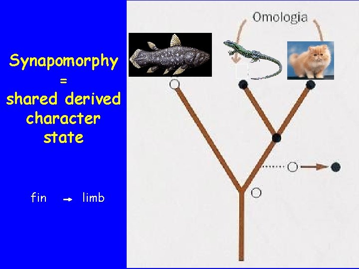 Synapomorphy = shared derived character state fin limb 