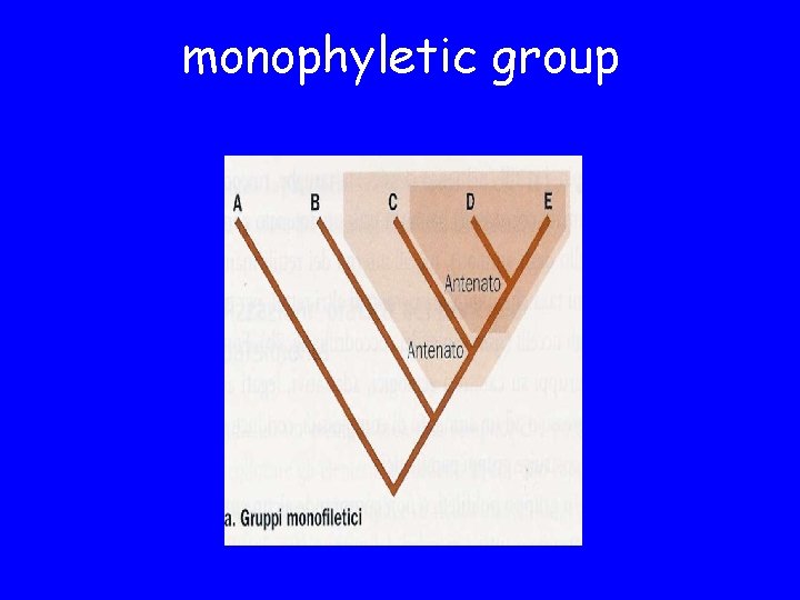 monophyletic group 