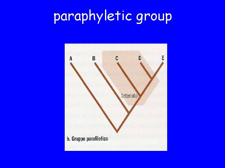 paraphyletic group 