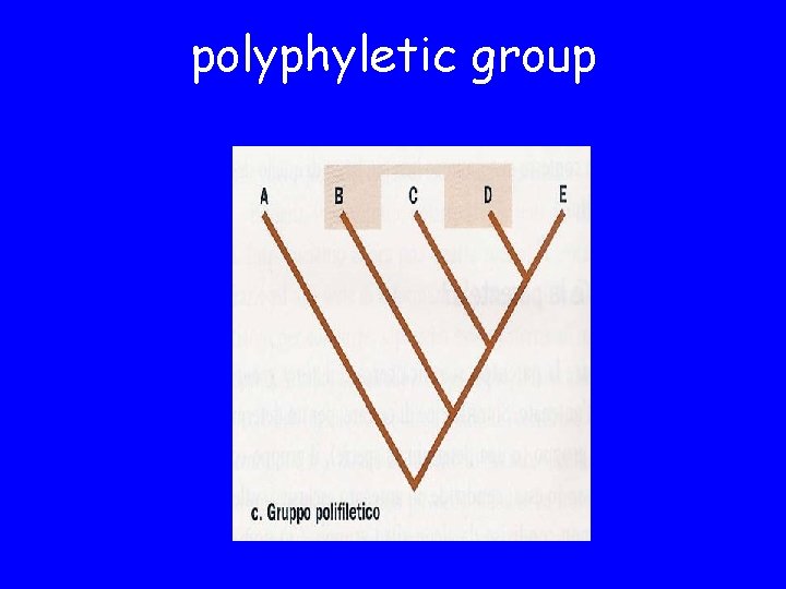 polyphyletic group 