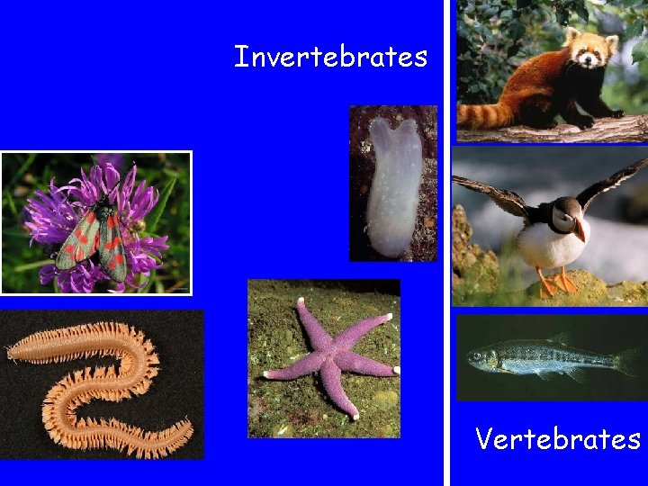 Invertebrates Vertebrates 