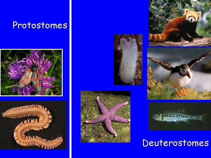 Protostomes Deuterostomes 