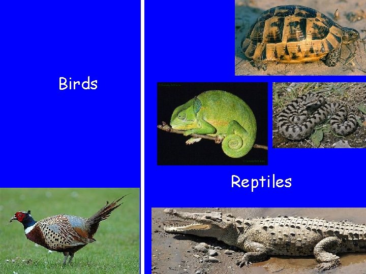 Birds Reptiles 