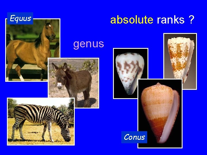 Equus absolute ranks ? genus Conus 