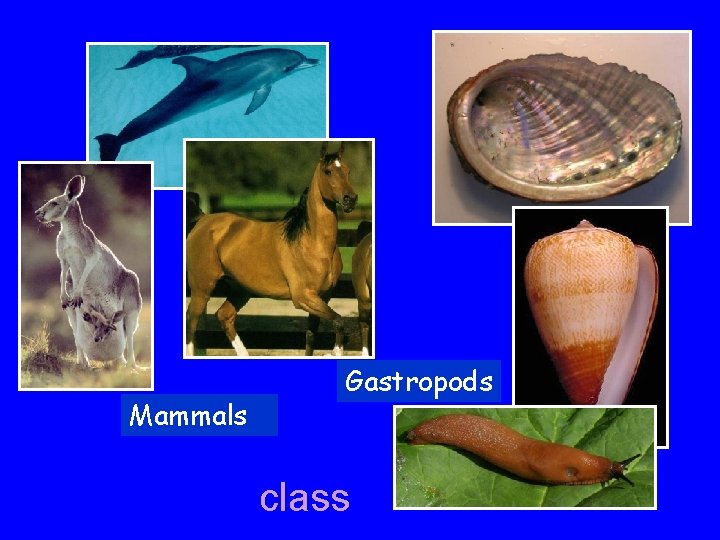 Mammals Gastropods class 