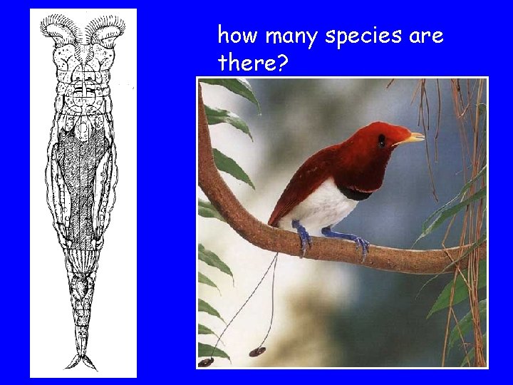 how many species are there? 