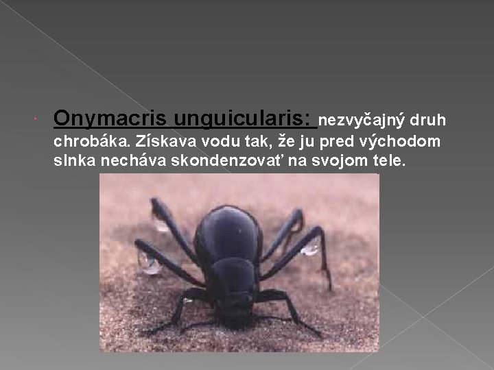 Onymacris unguicularis: nezvyčajný druh chrobáka. Získava vodu tak, že ju pred východom slnka Onymacris unguicularis: nezvyčajný druh chrobáka. Získava vodu tak, že ju pred východom slnka