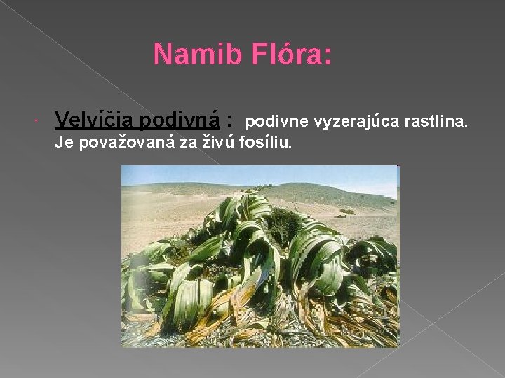 Namib Flóra: Velvíčia podivná : podivne vyzerajúca rastlina. Je považovaná za živú fosíliu. Namib Flóra: Velvíčia podivná : podivne vyzerajúca rastlina. Je považovaná za živú fosíliu.
