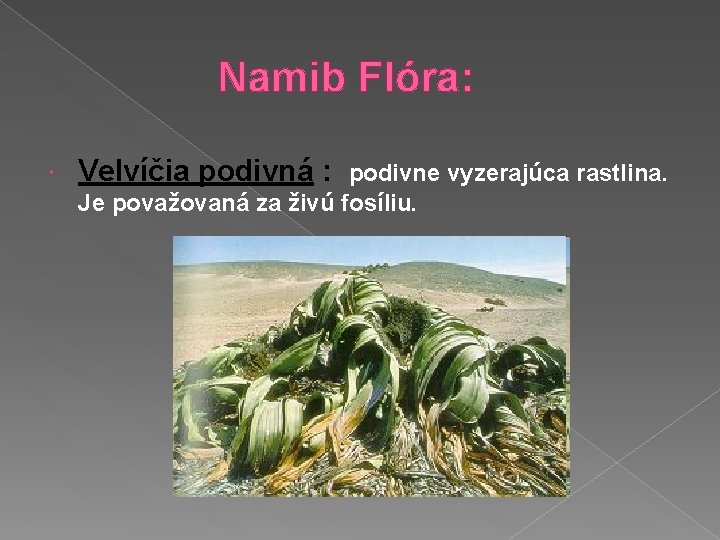 Namib Flóra: Velvíčia podivná : podivne vyzerajúca rastlina. Je považovaná za živú fosíliu. 