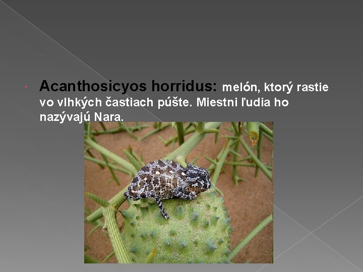  Acanthosicyos horridus: melón, ktorý rastie vo vlhkých častiach púšte. Miestni ľudia ho nazývajú