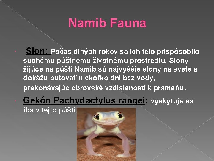 Namib Fauna Slon: Počas dlhých rokov sa ich telo prispôsobilo suchému púštnemu životnému prostrediu.