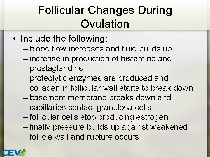 Follicular Changes During Ovulation • Include the following: – blood flow increases and fluid