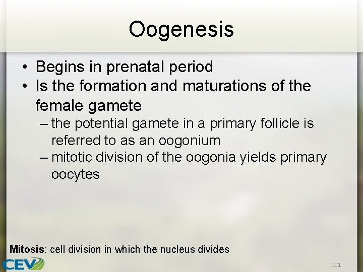 Oogenesis • Begins in prenatal period • Is the formation and maturations of the