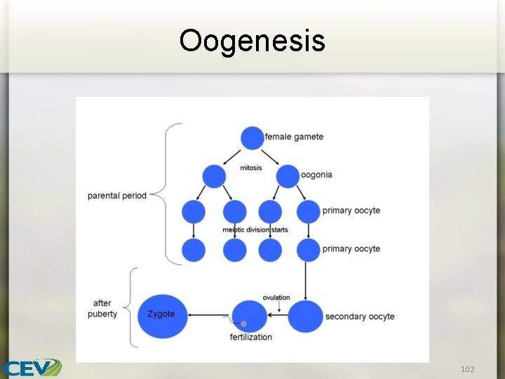 Oogenesis 102 