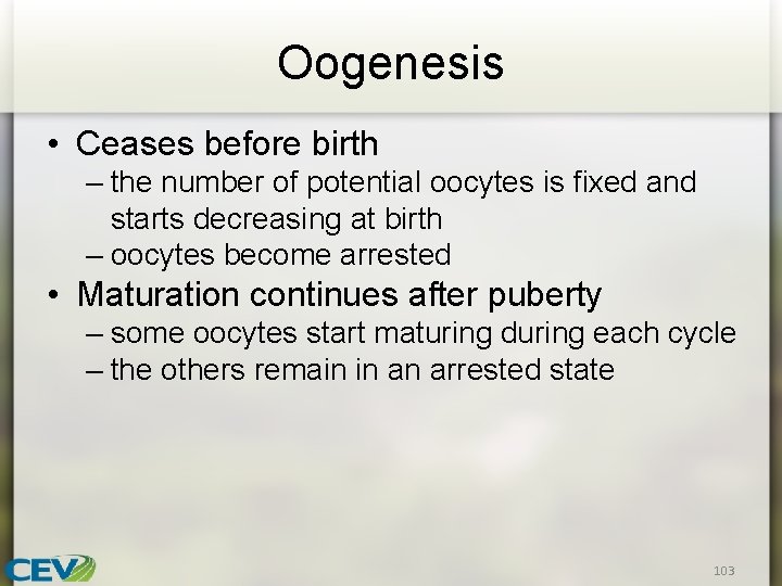 Oogenesis • Ceases before birth – the number of potential oocytes is fixed and