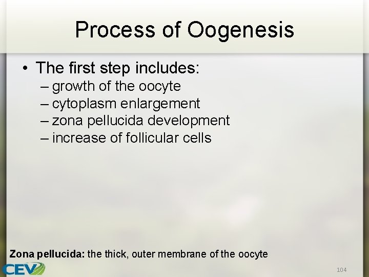 Process of Oogenesis • The first step includes: – growth of the oocyte –