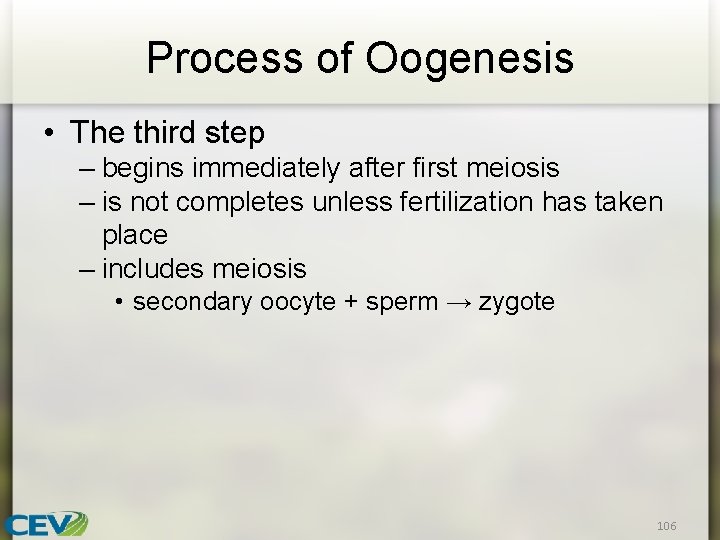 Process of Oogenesis • The third step – begins immediately after first meiosis –