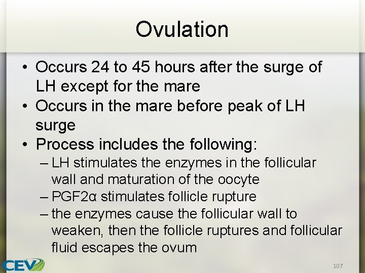 Ovulation • Occurs 24 to 45 hours after the surge of LH except for