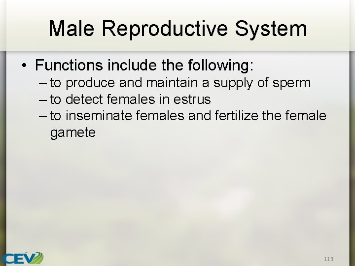 Male Reproductive System • Functions include the following: – to produce and maintain a