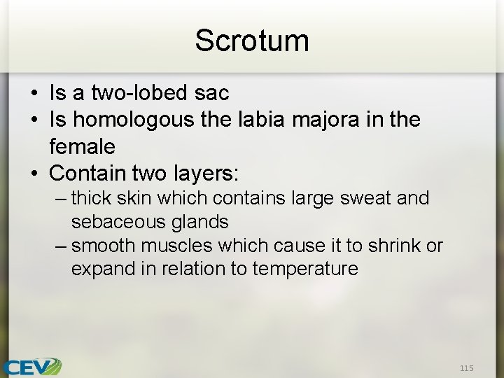 Scrotum • Is a two-lobed sac • Is homologous the labia majora in the