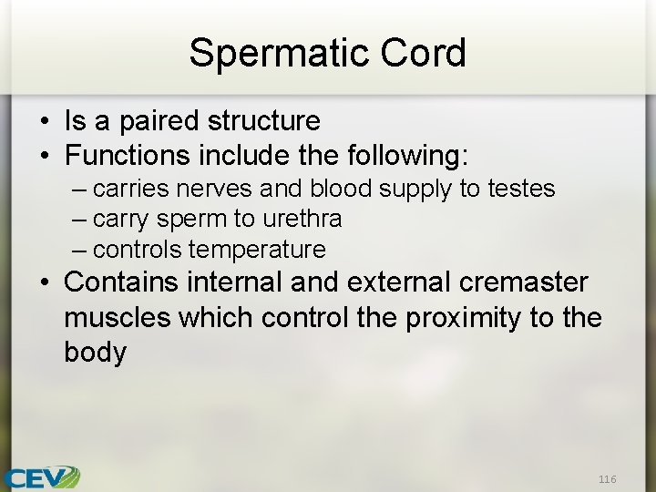 Spermatic Cord • Is a paired structure • Functions include the following: – carries