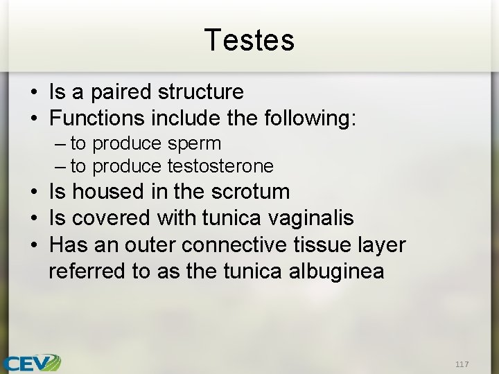 Testes • Is a paired structure • Functions include the following: – to produce