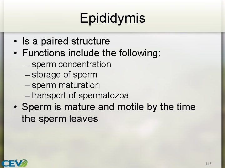 Epididymis • Is a paired structure • Functions include the following: – sperm concentration