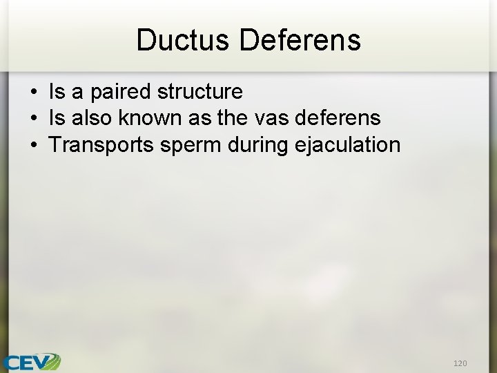 Ductus Deferens • Is a paired structure • Is also known as the vas