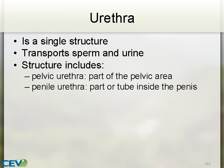 Urethra • Is a single structure • Transports sperm and urine • Structure includes: