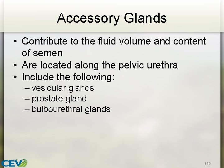 Accessory Glands • Contribute to the fluid volume and content of semen • Are