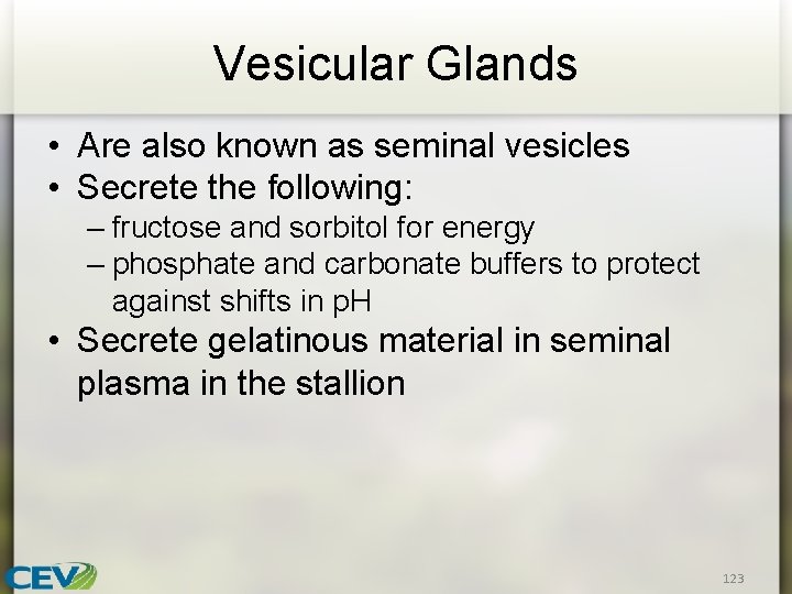 Vesicular Glands • Are also known as seminal vesicles • Secrete the following: –