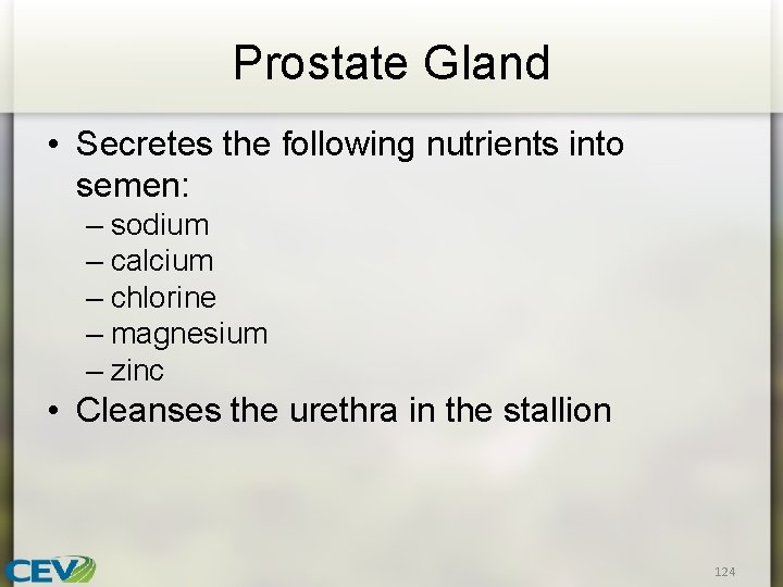 Prostate Gland • Secretes the following nutrients into semen: – sodium – calcium –