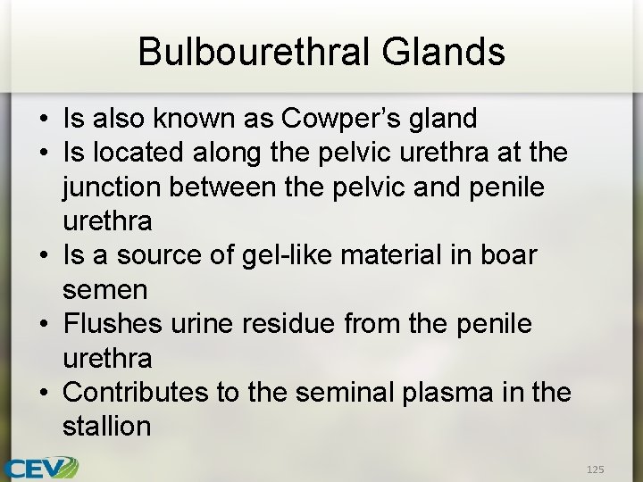 Bulbourethral Glands • Is also known as Cowper’s gland • Is located along the