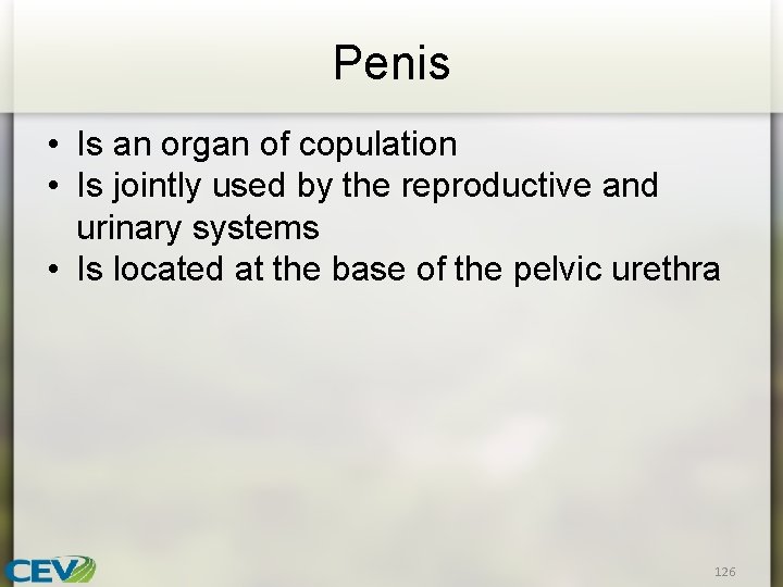 Penis • Is an organ of copulation • Is jointly used by the reproductive