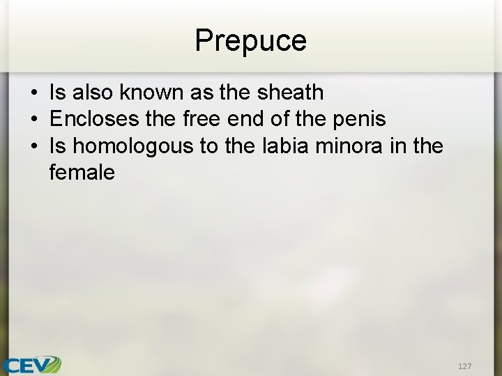 Prepuce • Is also known as the sheath • Encloses the free end of