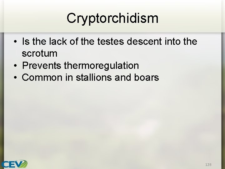 Cryptorchidism • Is the lack of the testes descent into the scrotum • Prevents