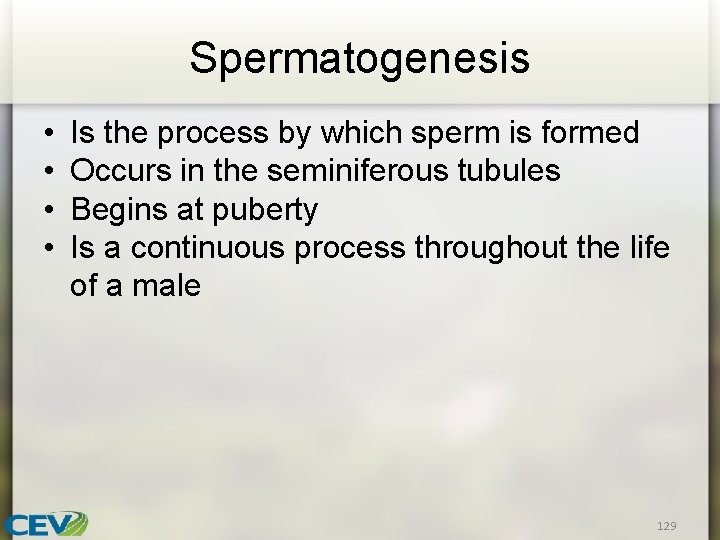 Spermatogenesis • • Is the process by which sperm is formed Occurs in the
