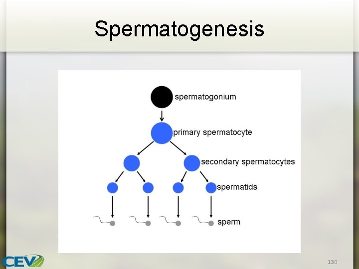 Spermatogenesis 130 