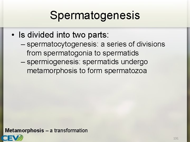 Spermatogenesis • Is divided into two parts: – spermatocytogenesis: a series of divisions from