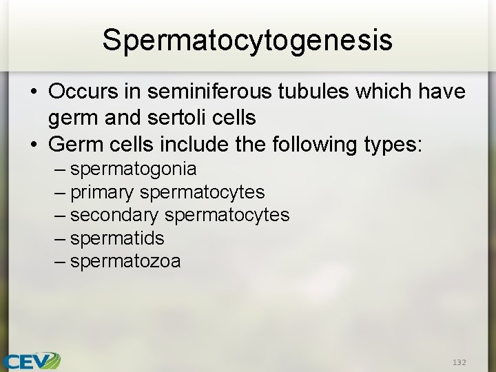 Spermatocytogenesis • Occurs in seminiferous tubules which have germ and sertoli cells • Germ